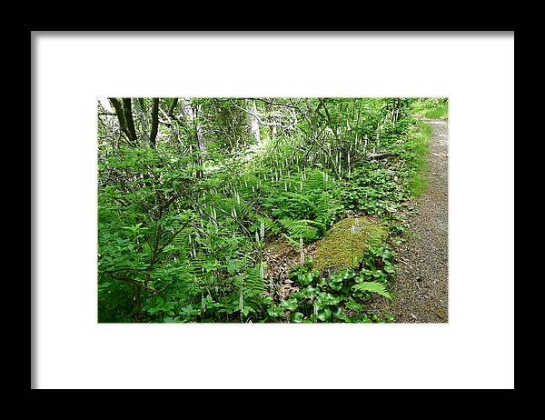  Galax Framed Print featuring the photograph Galax Beside the Trail by Joel Deutsch