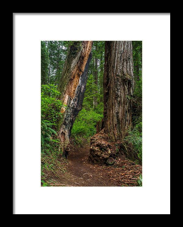 Redwoods Framed Print featuring the photograph Gap in Redwoods 2 by Greg Nyquist