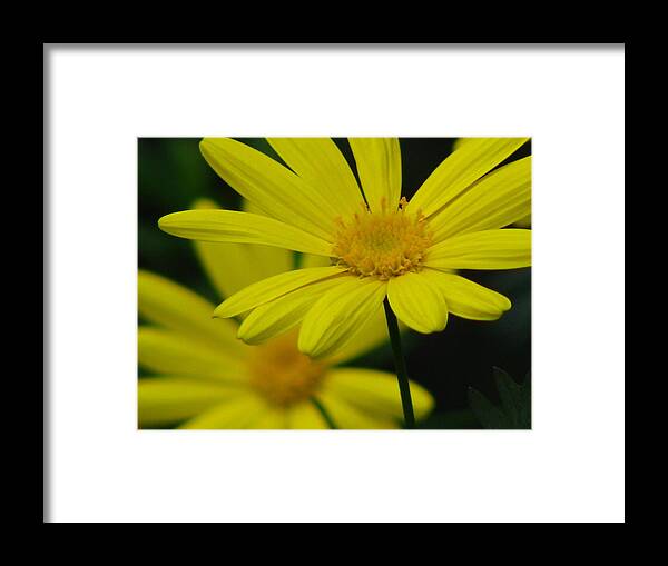 Flower Framed Print featuring the photograph Garden Light by Paul Slebodnick