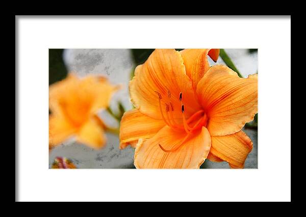 Lily Framed Print featuring the photograph Garden Lily by Davandra Cribbie