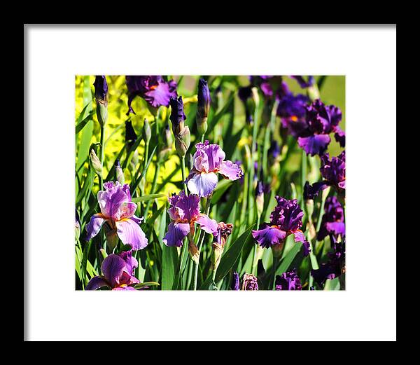 Beautiful Iris Framed Print featuring the photograph Garden of Irises by Jai Johnson