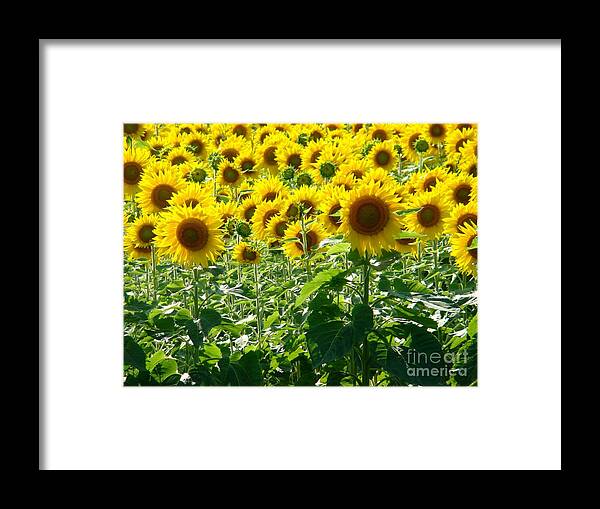 Sunflowers Framed Print featuring the photograph Garden of Sunshine by Margaret Hamilton