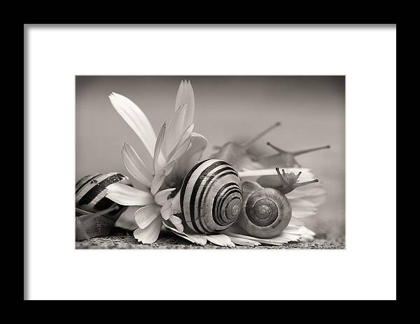 Nature Framed Print featuring the photograph Garden Snails On Gerbera Daisy Flower by Tracie Schiebel
