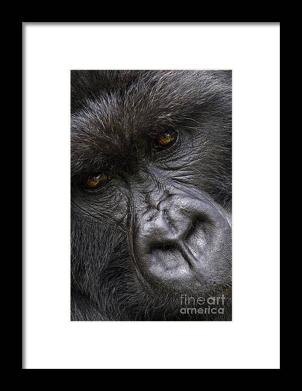Rwanda_d140 Framed Print featuring the photograph Garunda the Gorilla - Rwanda by Craig Lovell