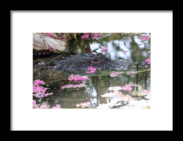 Eye Framed Print featuring the photograph Gator Among Crape Myrtle by Alycia Christine