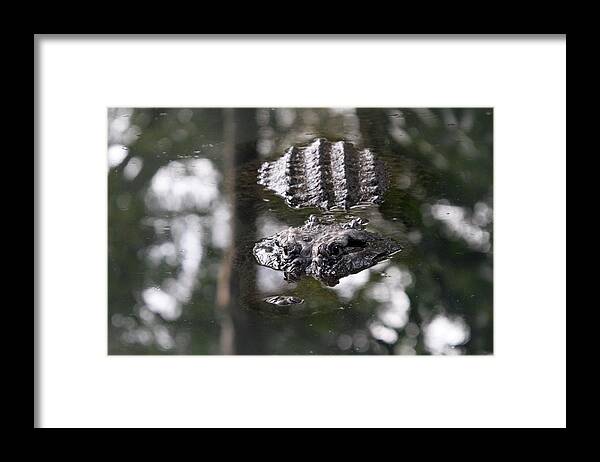 Alligator Framed Print featuring the photograph Gator by Steve Parr