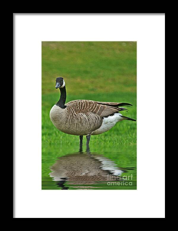 Geese Framed Print featuring the photograph Geese in the water by Dawn Harris