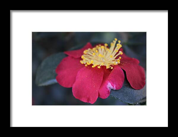 Flower Framed Print featuring the photograph Gentle Flower by Shawn Hughes