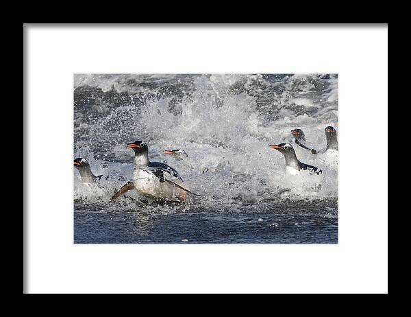 00429474 Framed Print featuring the photograph Gentoo Penguins Coming Ashore South by Flip Nicklin