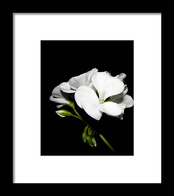 Geranium Framed Print featuring the photograph Geranium White by Kim Galluzzo Wozniak