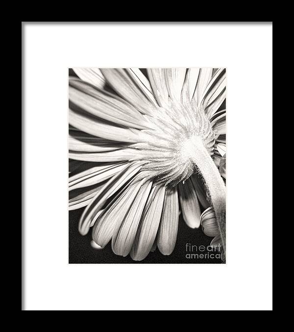 Gerber Framed Print featuring the photograph Gerber View Point 2 by Traci Cottingham