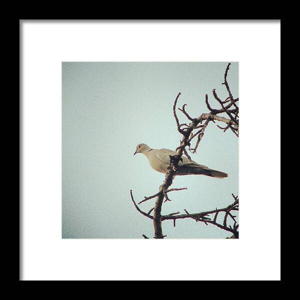 Instahunig Framed Print featuring the photograph Gerle #lovebird #bird #nature #mik by Peter Toth-Czere