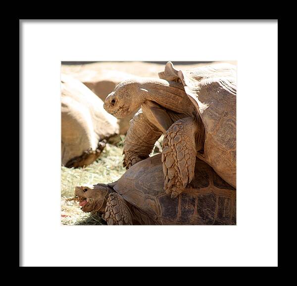 Tortoise Framed Print featuring the photograph Get a room by Kim Galluzzo Wozniak