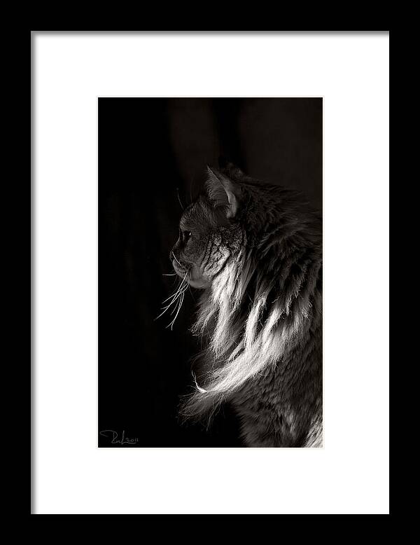 Gatti Framed Print featuring the photograph Ghiga in the dark by Raffaella Lunelli