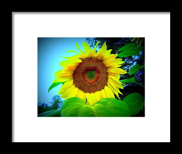 Sunflower Framed Print featuring the photograph Giant kissing Sunflower by Lisa Rose Musselwhite