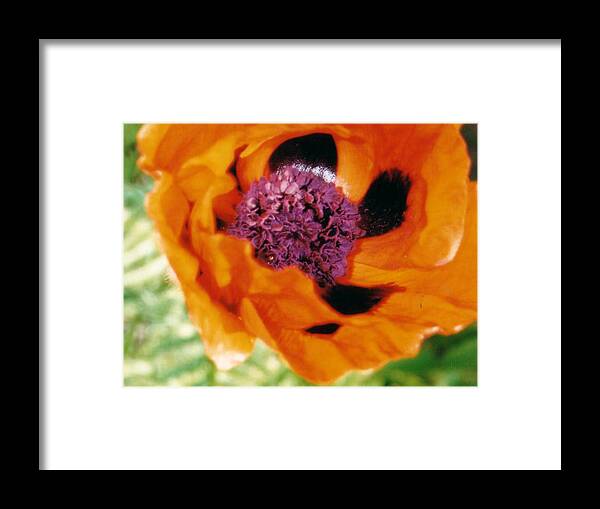 Flower Framed Print featuring the photograph Giant Orange Poppy by Corinne Elizabeth Cowherd