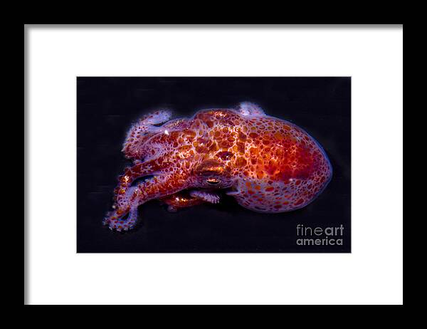 Giant Pacific Octopus Framed Print featuring the photograph Giant Pacific Octopus by Dante Fenolio