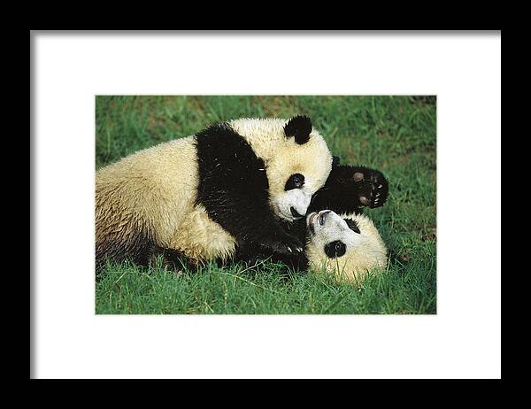 006201523 Framed Print featuring the photograph Giant Pandas Ailuropoda Melanoleuca Cubs by Cyril Ruoso