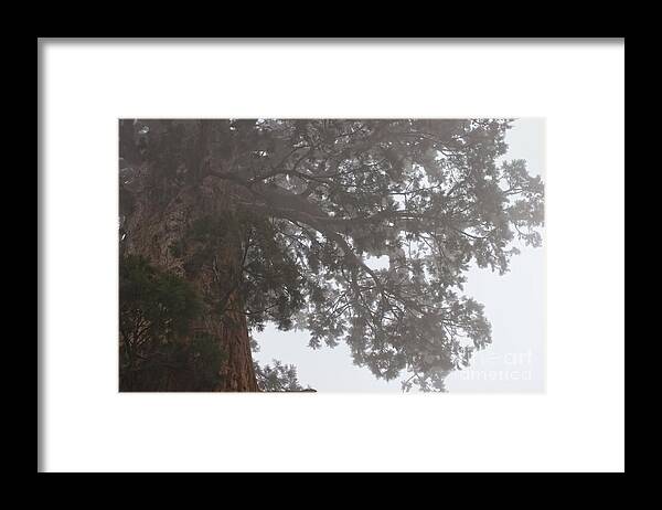 Trees Framed Print featuring the photograph Giant Sequoia ll by Hideaki Sakurai