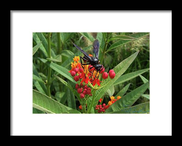 Sphex Pennsylvanicus Framed Print featuring the photograph Giant Wasp by S Paul Sahm