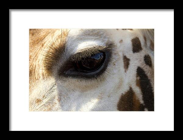 Giraffe Framed Print featuring the photograph Giraffe eye by Carrie Cranwill