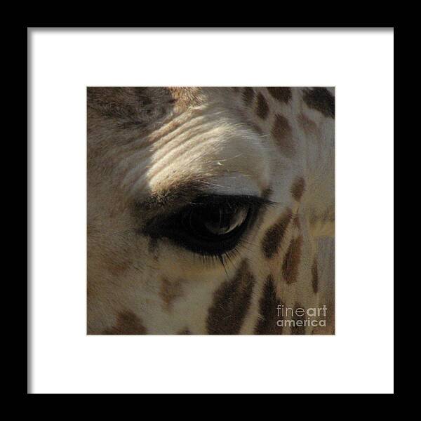 Giraffe Eye Framed Print featuring the photograph Giraffe eye by Kim Galluzzo Wozniak