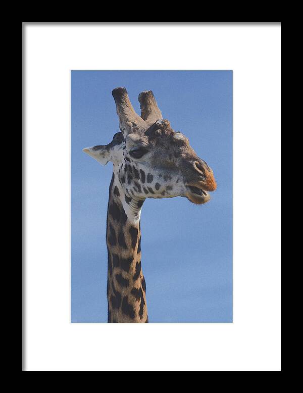 Unique Framed Print featuring the photograph Giraffe Headshot by Tom Wurl