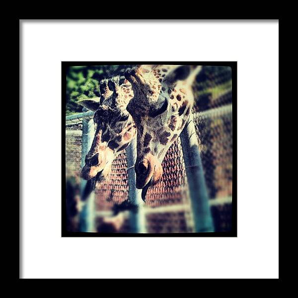 Wildlife Framed Print featuring the photograph #giraffes #zoo #animals #nature by Rich Toczynski