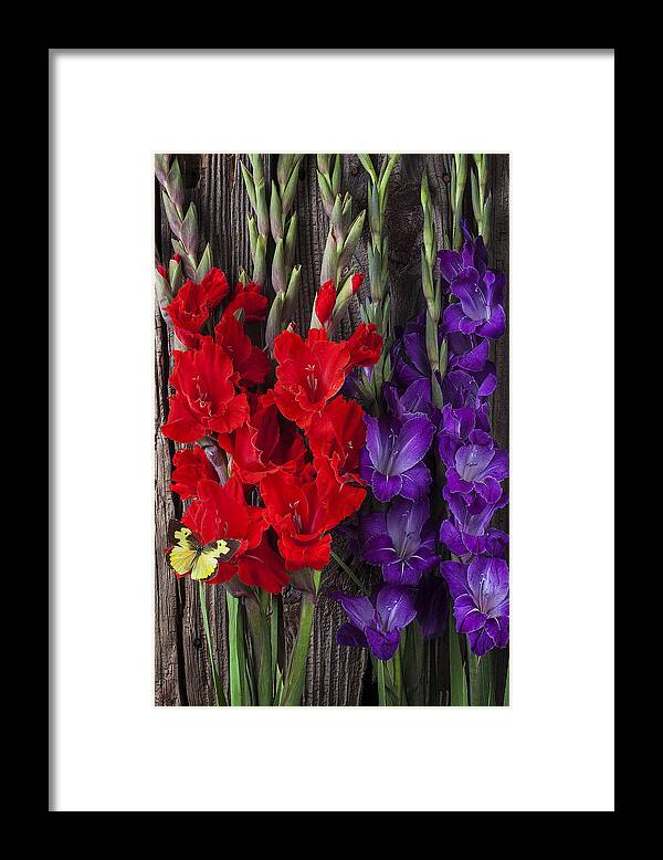 Red Framed Print featuring the photograph Gladiolus and butterfly by Garry Gay