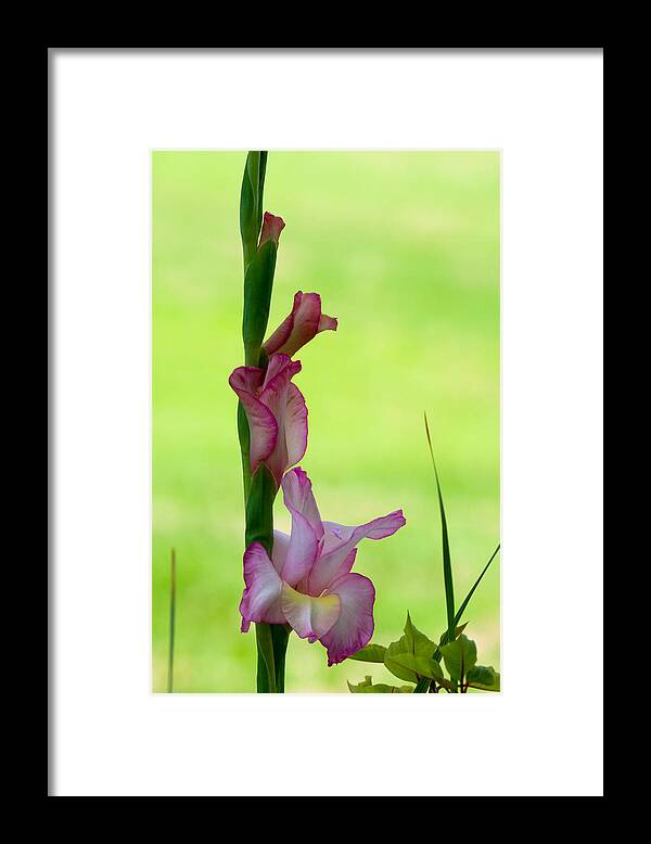 Blossom Framed Print featuring the photograph Gladiolus Blossoms by Ed Gleichman