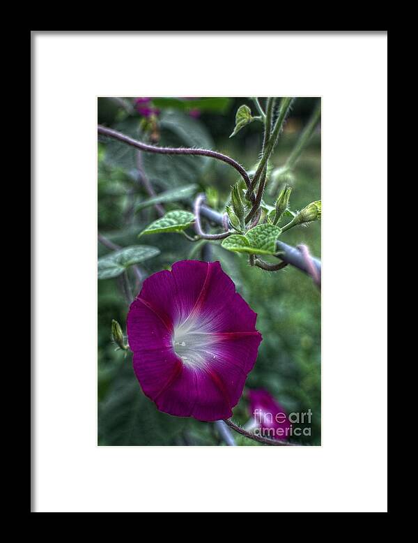 Morning Glory Framed Print featuring the photograph Gloriful Fenceline by The Stone Age