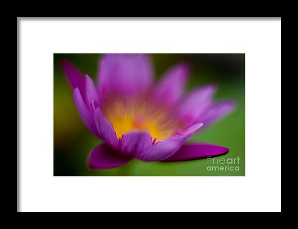 Lily Framed Print featuring the photograph Glorious Lily by Mike Reid