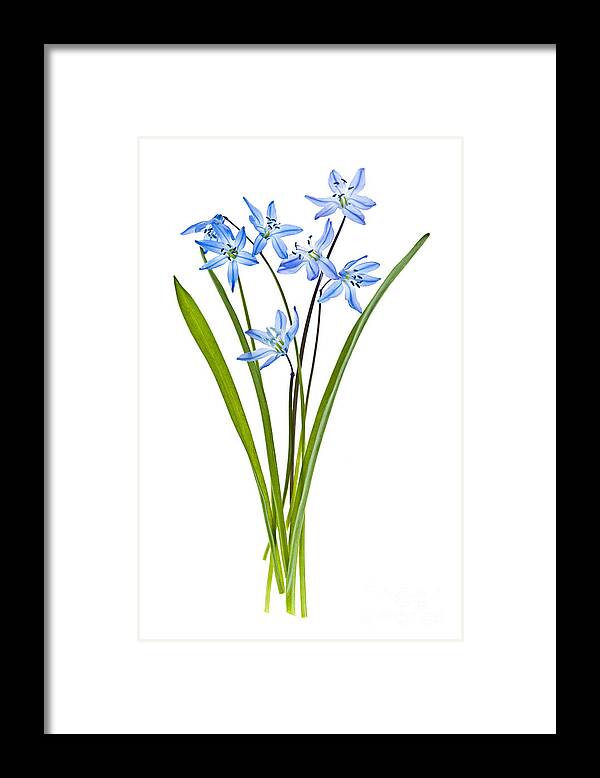 Flowers Framed Print featuring the photograph Blue spring flowers by Elena Elisseeva