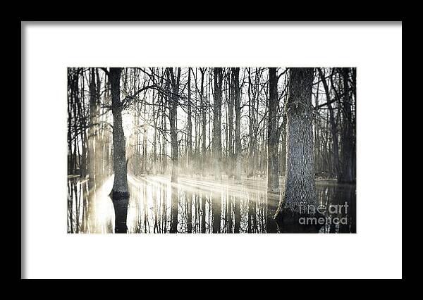 Morning Framed Print featuring the photograph Glowing Woods by RicharD Murphy