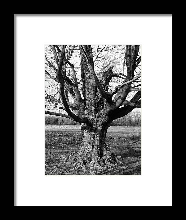 Tree Framed Print featuring the photograph Gnarly 2154 by Guy Whiteley