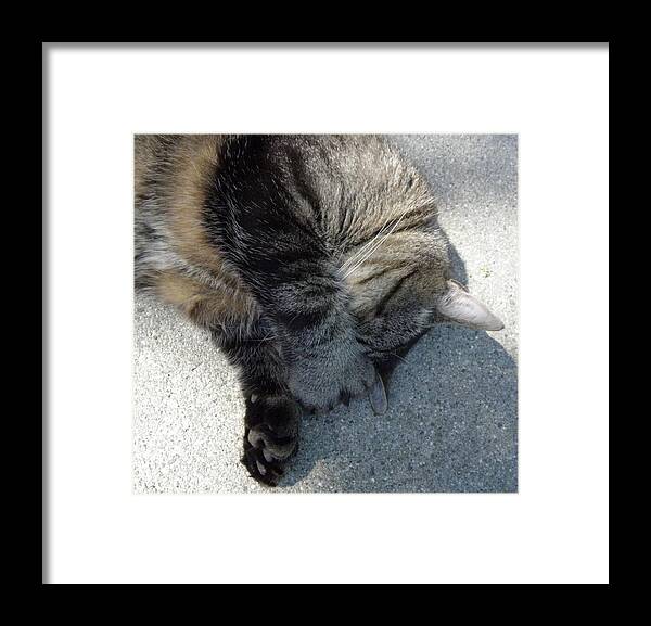 Cat Framed Print featuring the photograph Go Away by Kim Galluzzo Wozniak