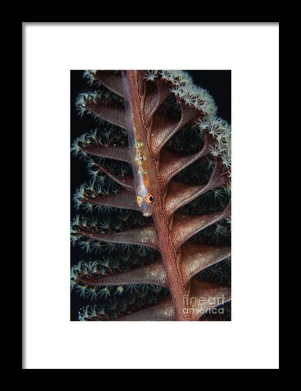Osteichthyes Framed Print featuring the photograph Goby On A Sea Pen, Indonesia by Todd Winner