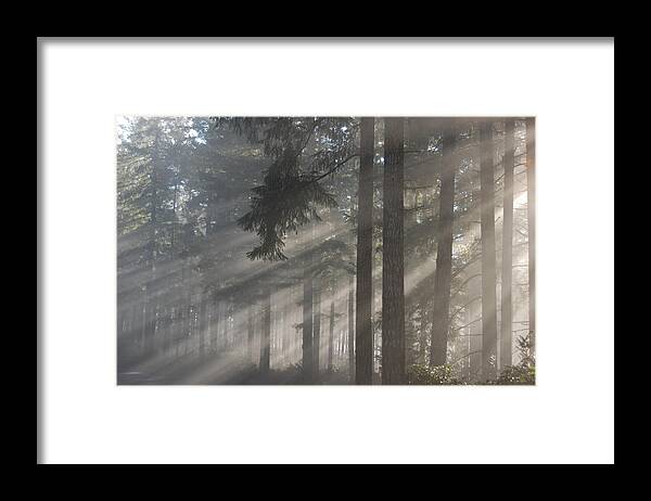 Tree Framed Print featuring the photograph Gods Rays by Wanda Jesfield