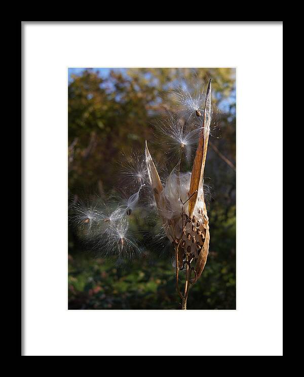 Seed Framed Print featuring the photograph Going to Seed by Robert E Alter Reflections of Infinity LLC