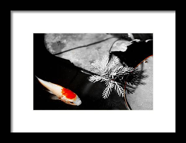 Gold Framed Print featuring the photograph Gold Fish Black and White by Shehan Wicks