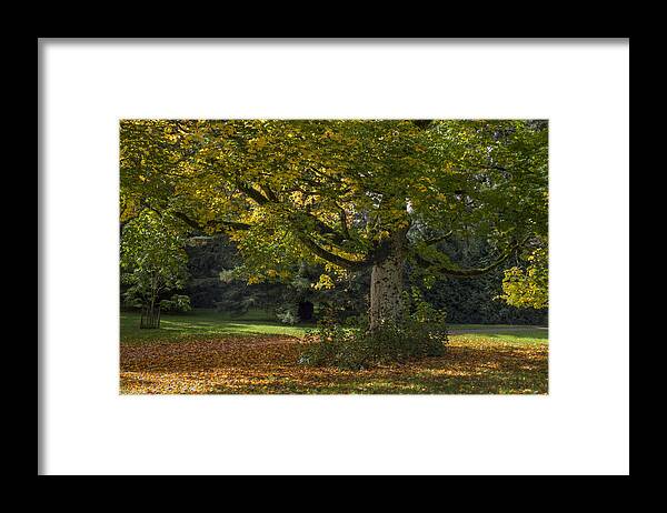 Clare Bambers Framed Print featuring the photograph Golden Cappadocian Maple. by Clare Bambers
