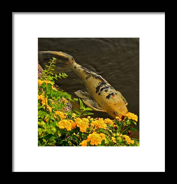 Koi Photographs Framed Print featuring the photograph Golden Koi by Kirsten Giving