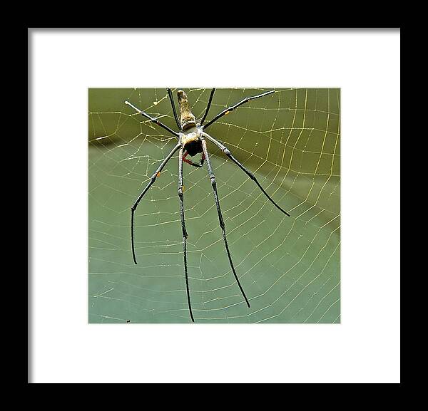 Spider Framed Print featuring the photograph Golden Orb spider by Jocelyn Kahawai