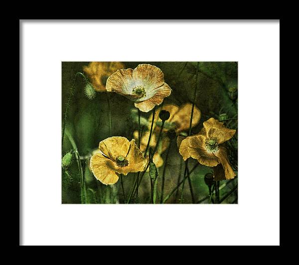 Golden Poppies Framed Print featuring the photograph Golden Poppies by Bonnie Bruno