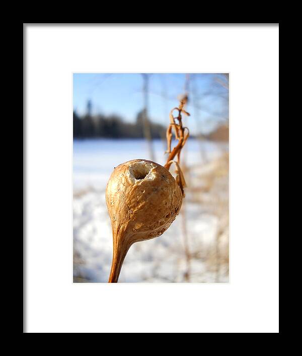 Close Up Framed Print featuring the photograph Goldenrod Gall Hole by Kent Lorentzen