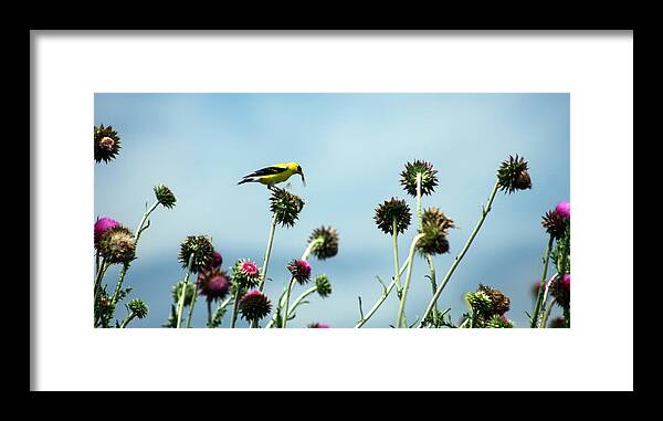 Beak Framed Print featuring the photograph Goldfinch eating flowerseeds by Emanuel Tanjala