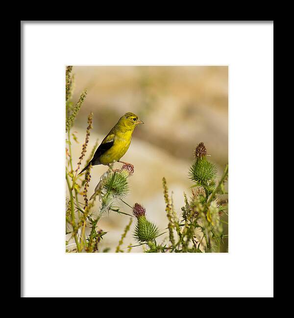 Bird Framed Print featuring the photograph Goldfinch on Lookout by Bill Pevlor