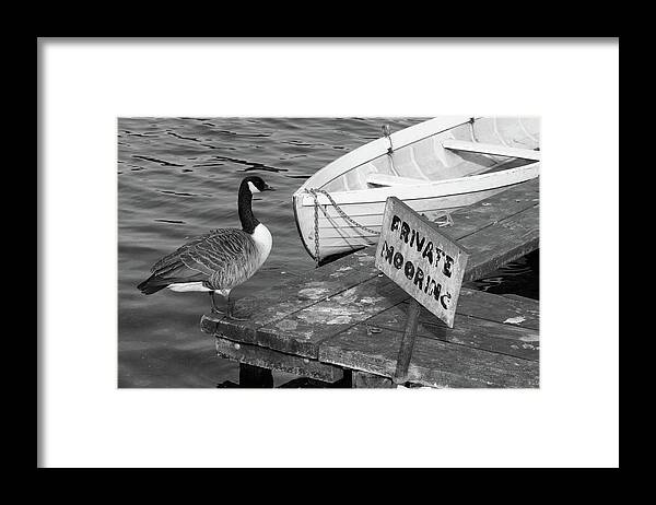 Goose Framed Print featuring the photograph Goose on Pier by La Dolce Vita