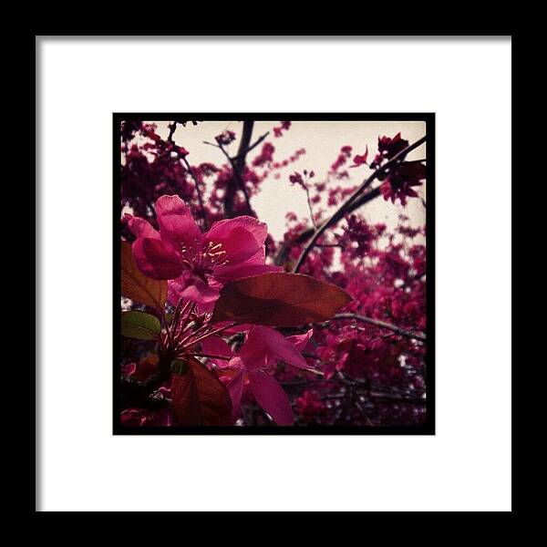 Beautiful Framed Print featuring the photograph Gorgeous Spring!!! by Dahlia Ambrose