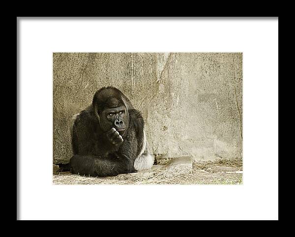 Animals Framed Print featuring the photograph Gorilla in Thought by Melany Sarafis